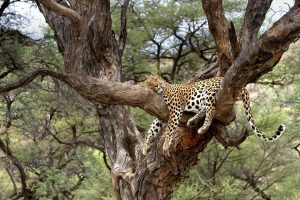 Leopard Namibia