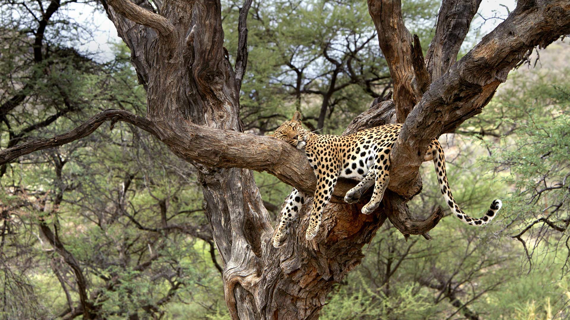 Leopard Namibia