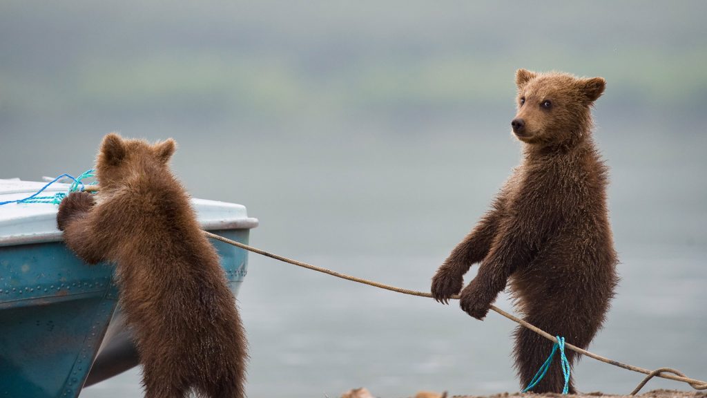 Mischief Cubs