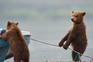 Mischief Cubs