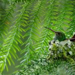 Rufous Tailed