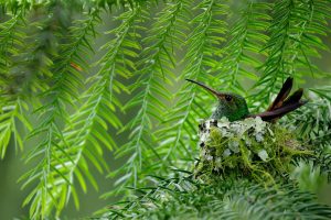 Rufous Tailed