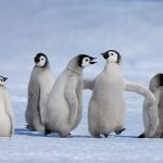 Antarctic Penguin Chicks