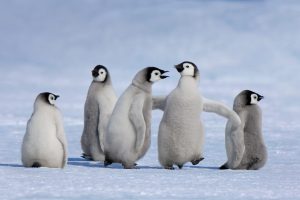 Antarctic Penguin Chicks