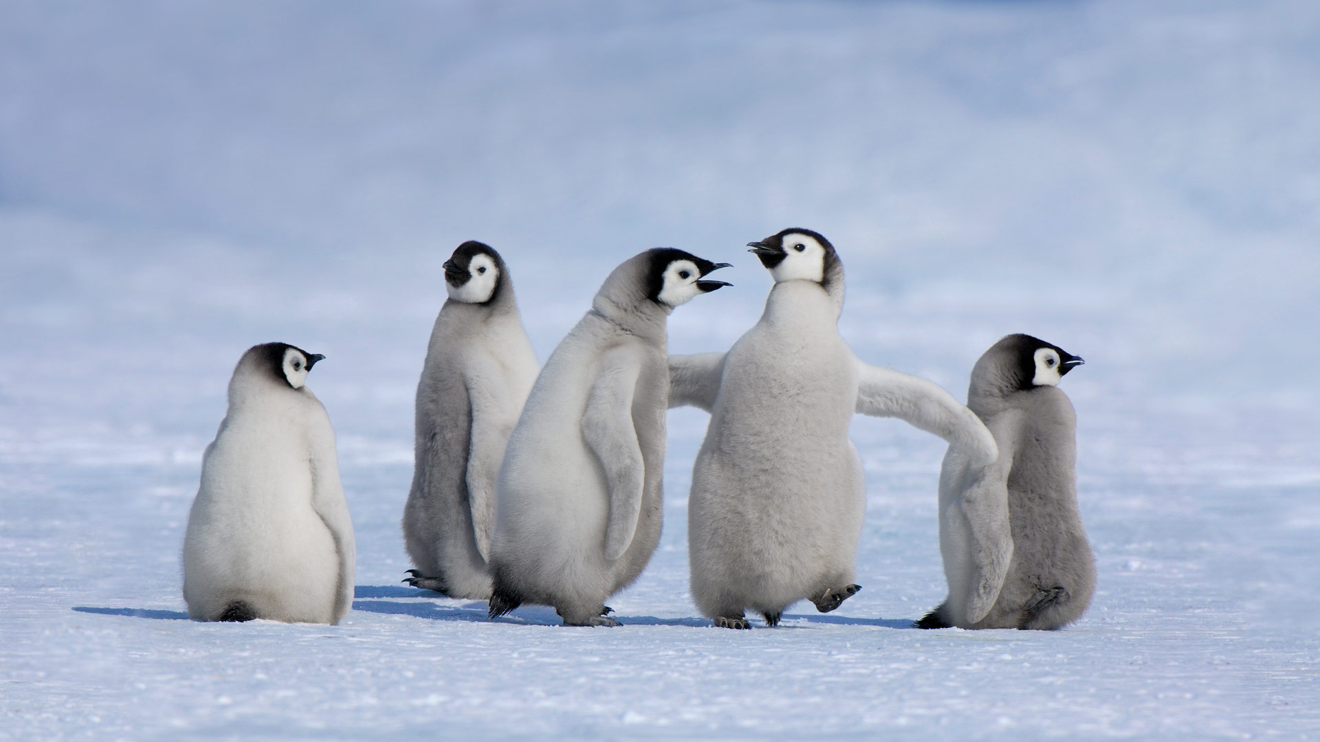 Antarctic Penguin Chicks