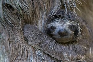 Baby Sloth