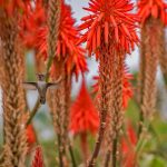 Blooming Aloe