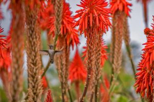 Blooming Aloe