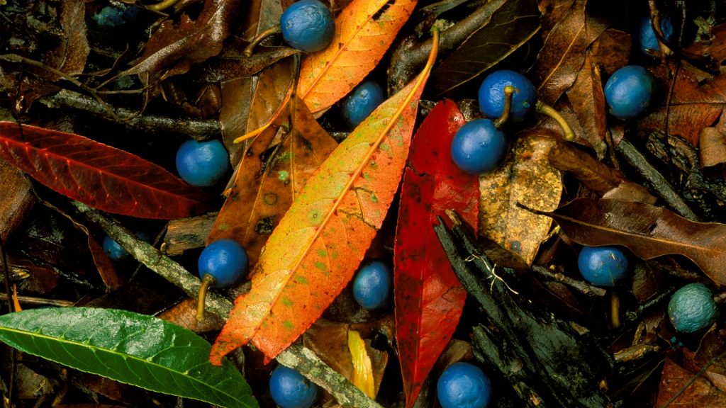 Blue Quandong Currumbin