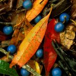 Blue Quandong Currumbin