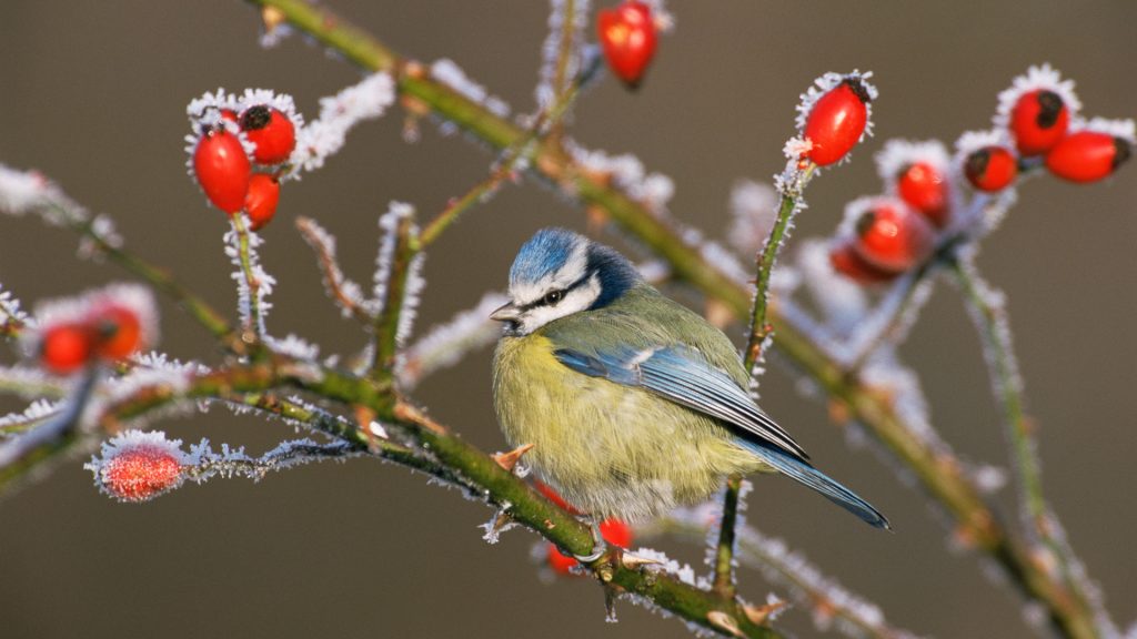 Blue Tit Frost