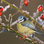 Blue Tit Frost