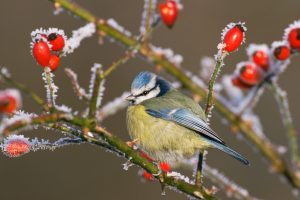 Blue Tit Frost