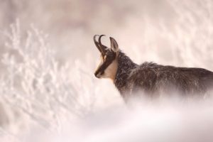 Chamois France