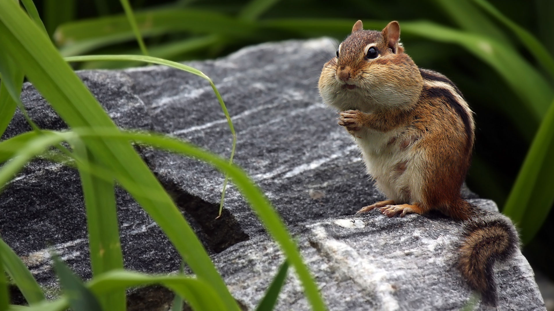 Chipmunk Cheeks