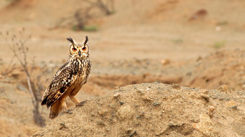 Eagle Owl Stare