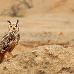 Eagle Owl Stare