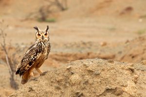 Eagle Owl Stare