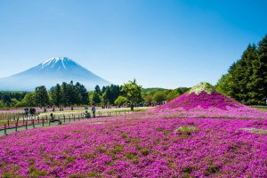 Fuji Sakura