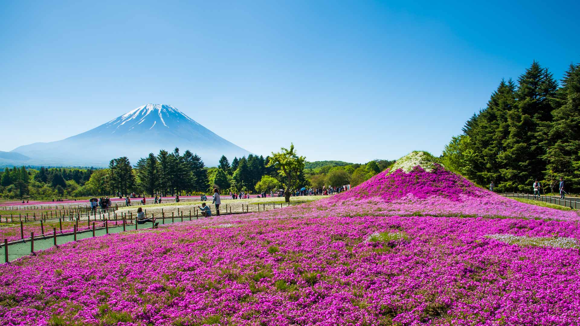 Fuji Sakura