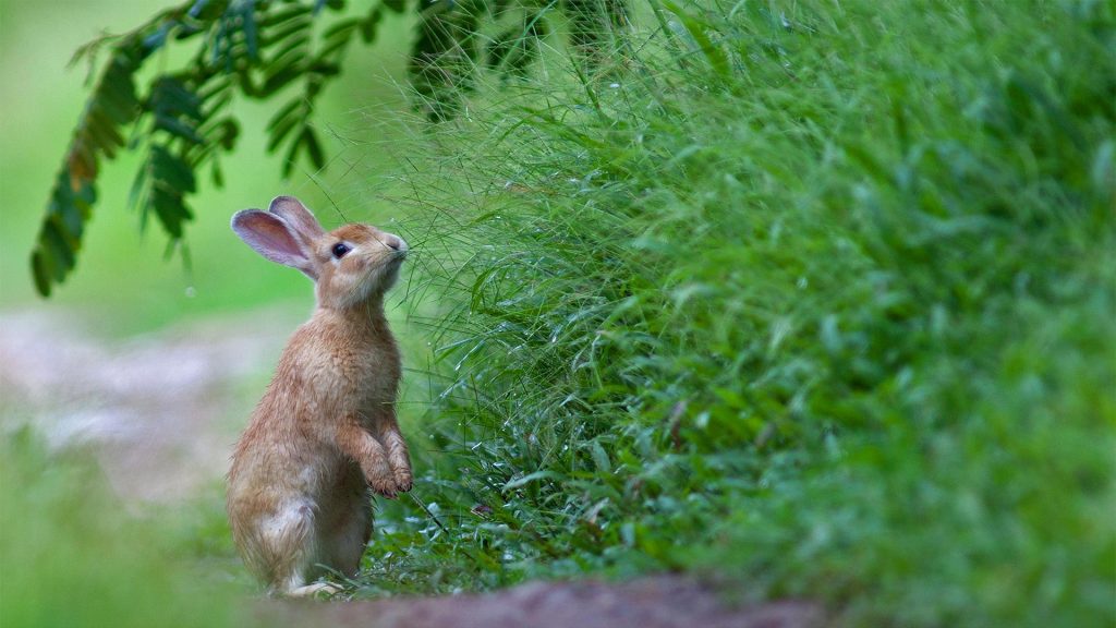 Hiding Eggs