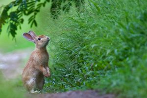 Hiding Eggs