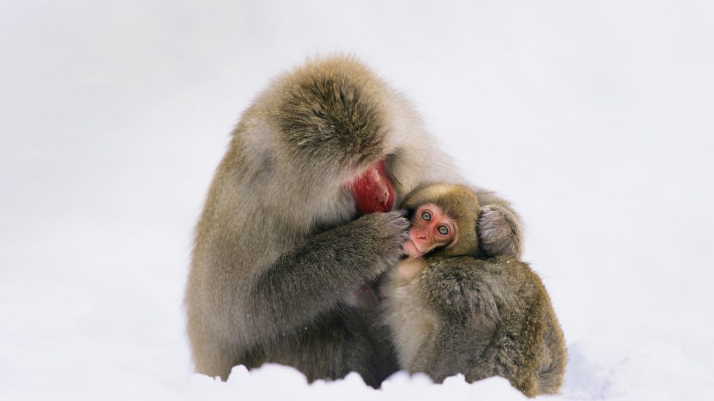 Japanese Macaque