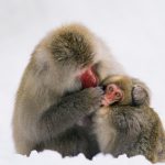 Japanese Macaque