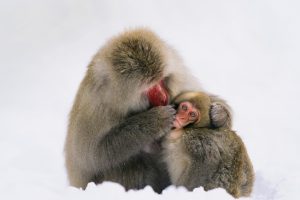 Japanese Macaque