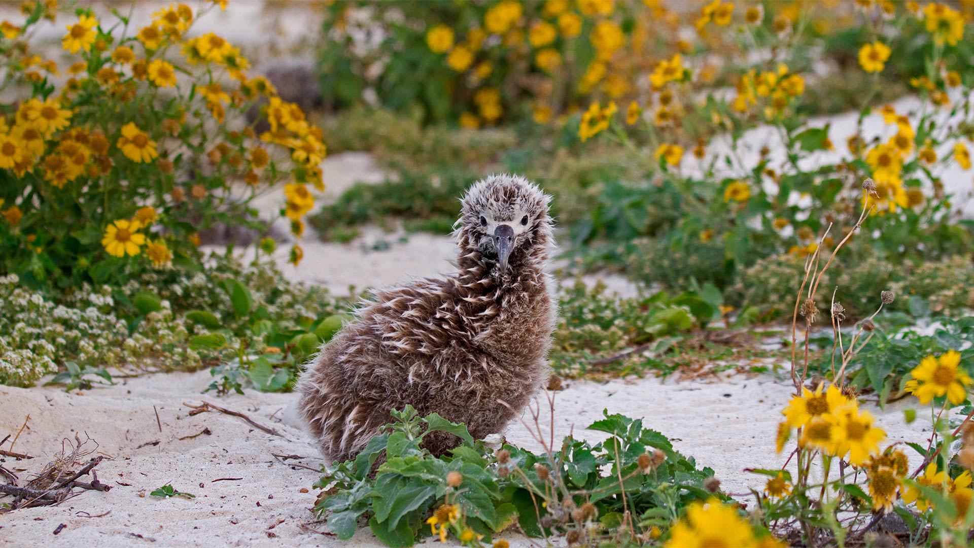 Laysan Albatross