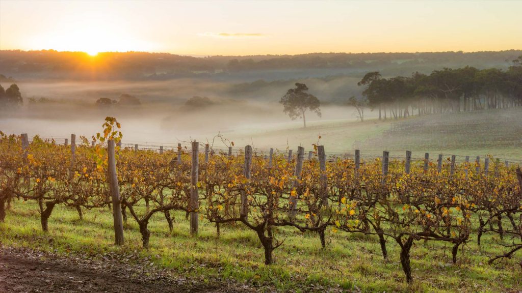 Margaret River Vineyards