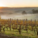 Margaret River Vineyards