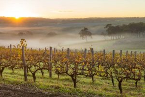 Margaret River Vineyards