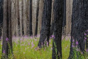 NC Fireweed