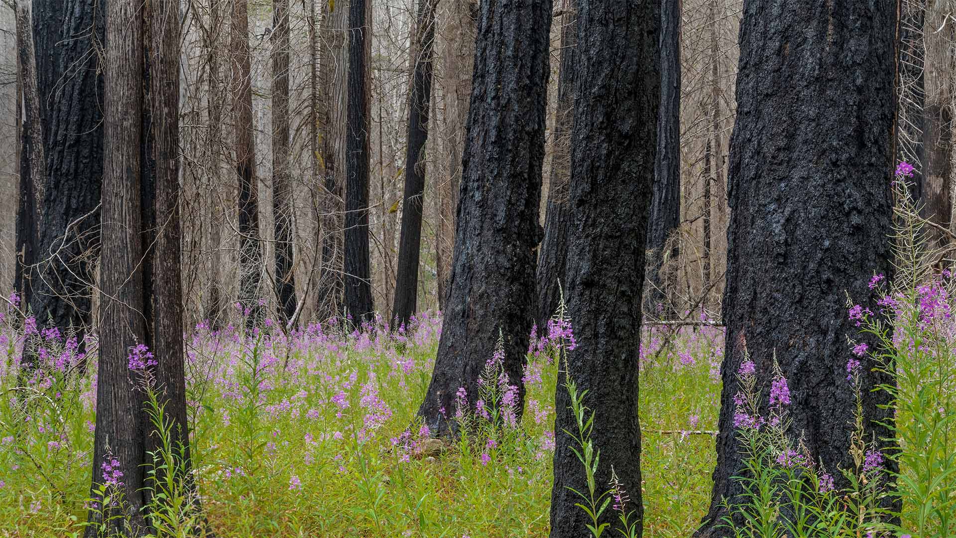 NC Fireweed