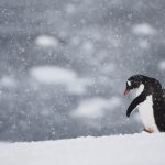 Penguin Walking Alone