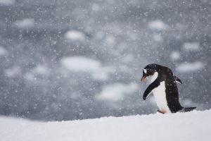 Penguin Walking Alone