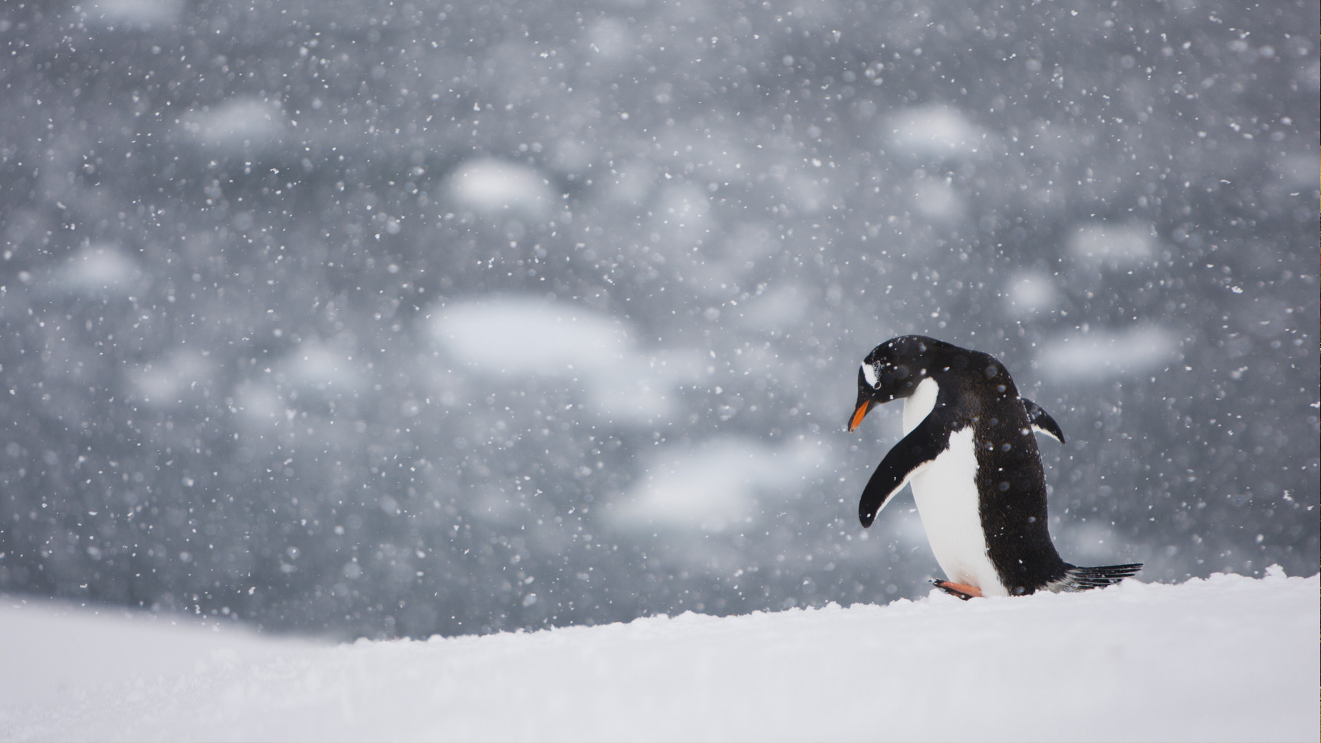 Penguin Walking Alone