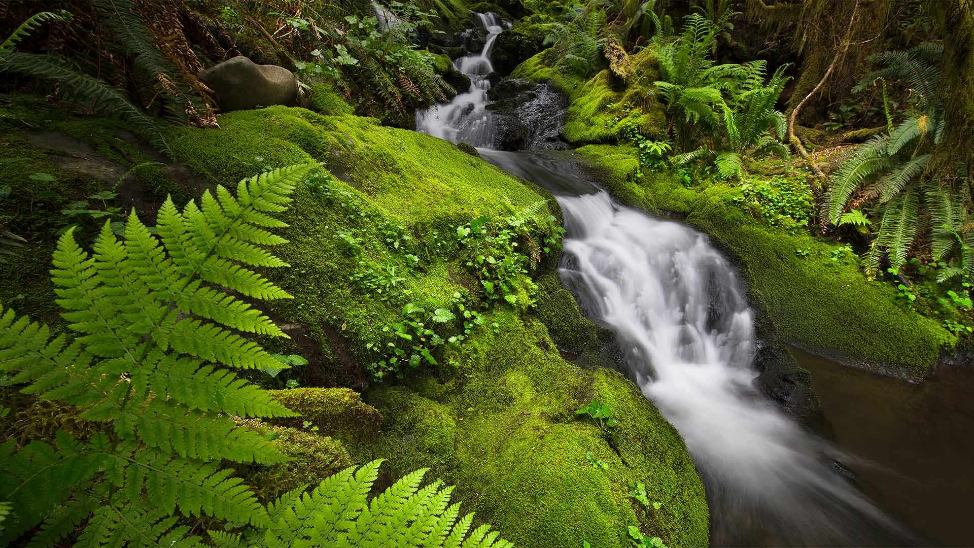 Rainforest Moss – Bing Wallpaper Download