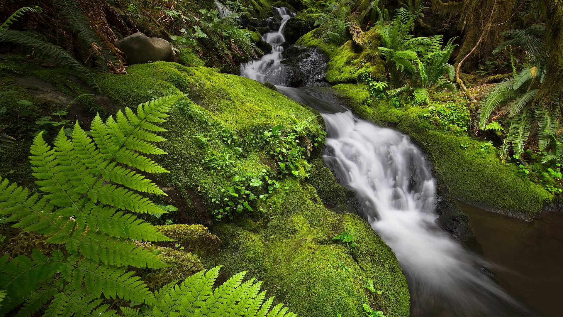 Rainforest Moss