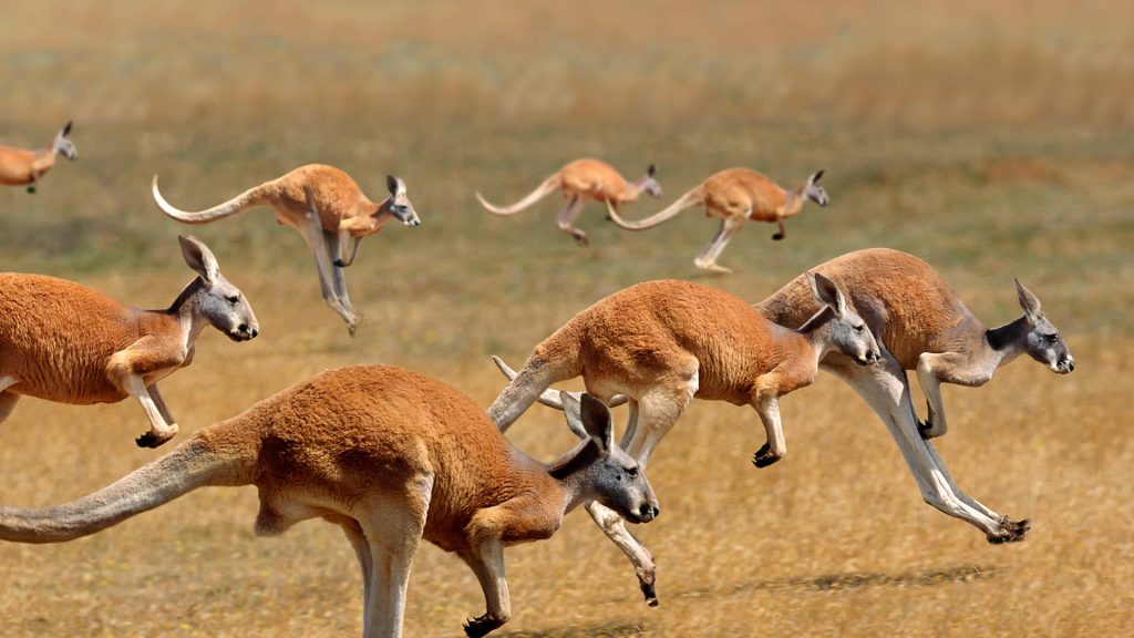 Red Kangaroos Jumping