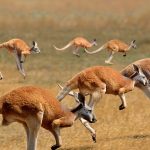 Red Kangaroos Jumping