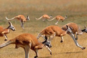 Red Kangaroos Jumping