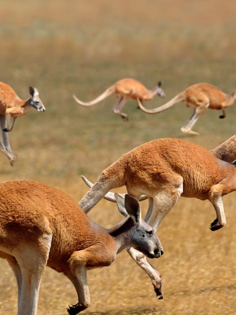 Red Kangaroos Jumping – Bing Wallpaper Download
