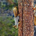 Sciurus Vulgaris