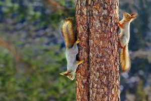 Sciurus Vulgaris