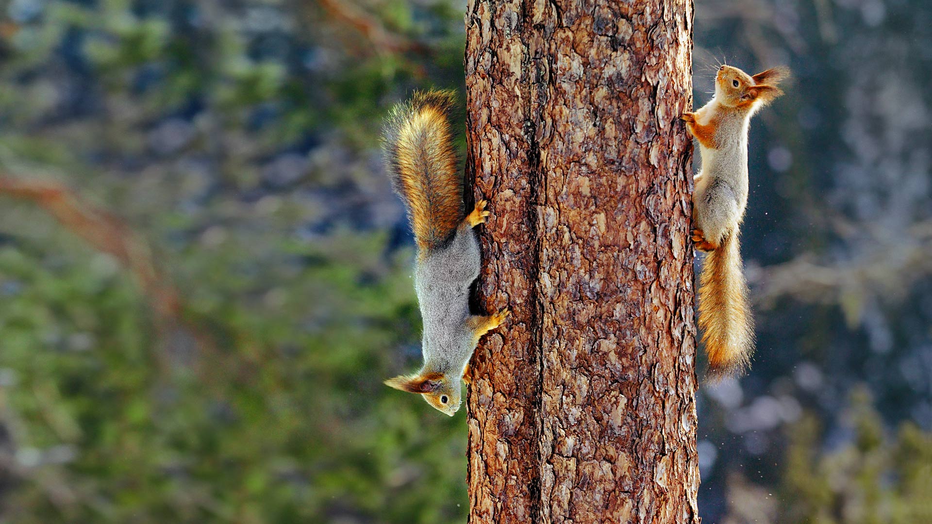 Sciurus Vulgaris