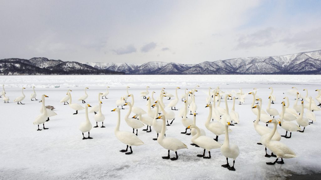 Swan Winter Solstice