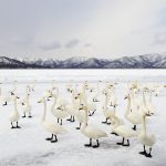 Swan Winter Solstice