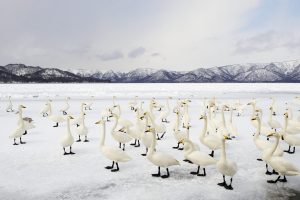 Swan Winter Solstice